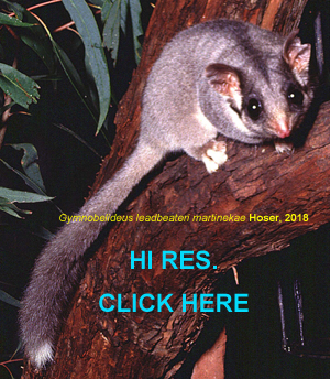 Newly named subspecies of Leadbeaters Possum