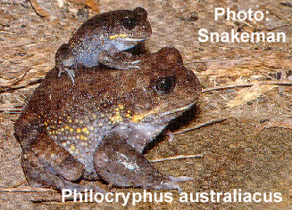 Newly named subspecies of Leadbeaters Possum