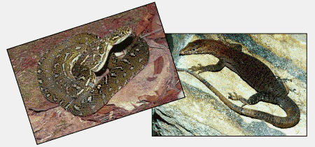 THE HERP SHOP HAS MOVED - CLICK HERE TO CONTINUE